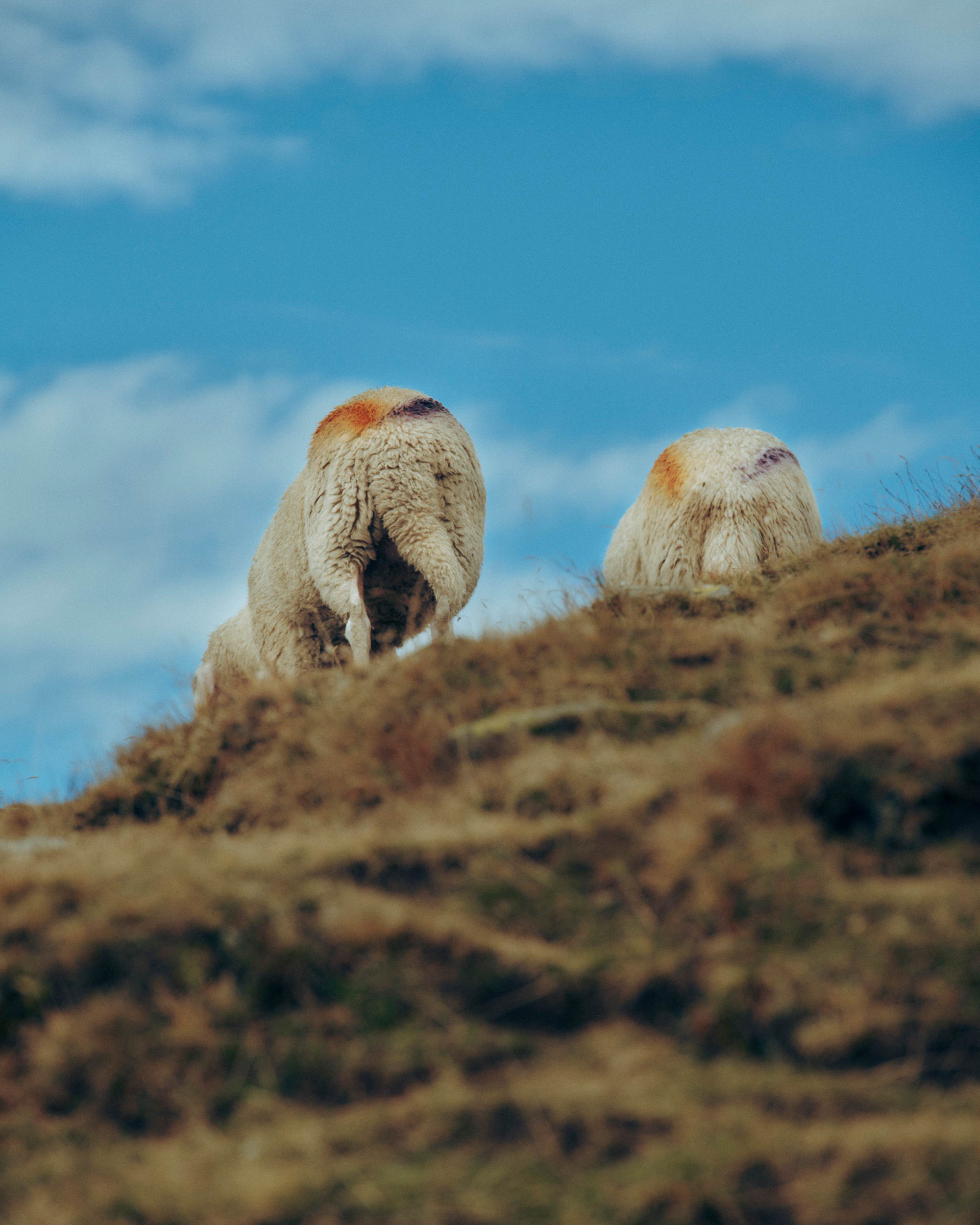 WOOL