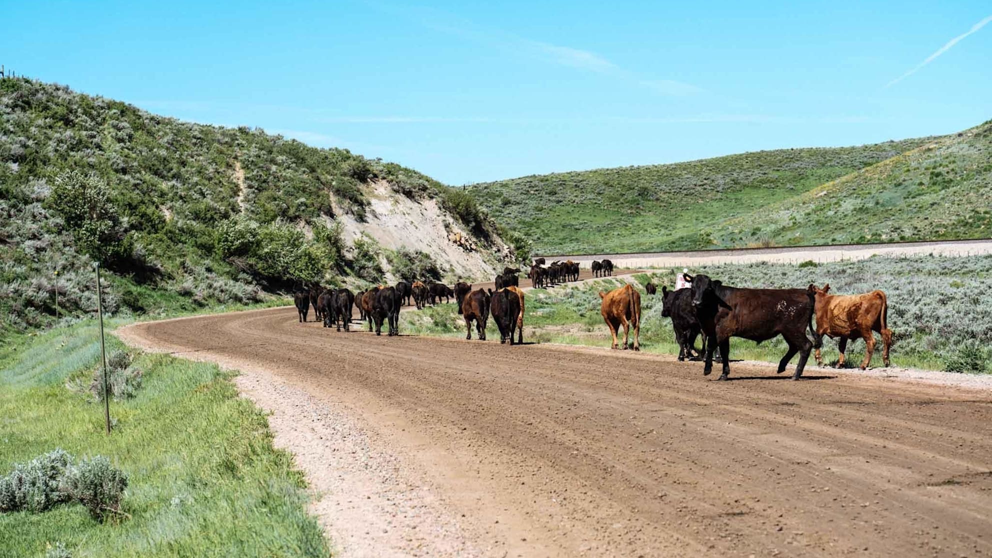 Prestige Colorado: more cows than cars