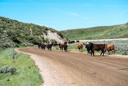 Prestige Colorado: more cows than cars